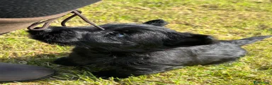  Puppy 1