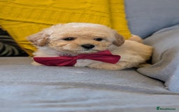 Poochon dogs for sale: Stunning F1 Toy Poochon Puppies BOYS - Image 6
