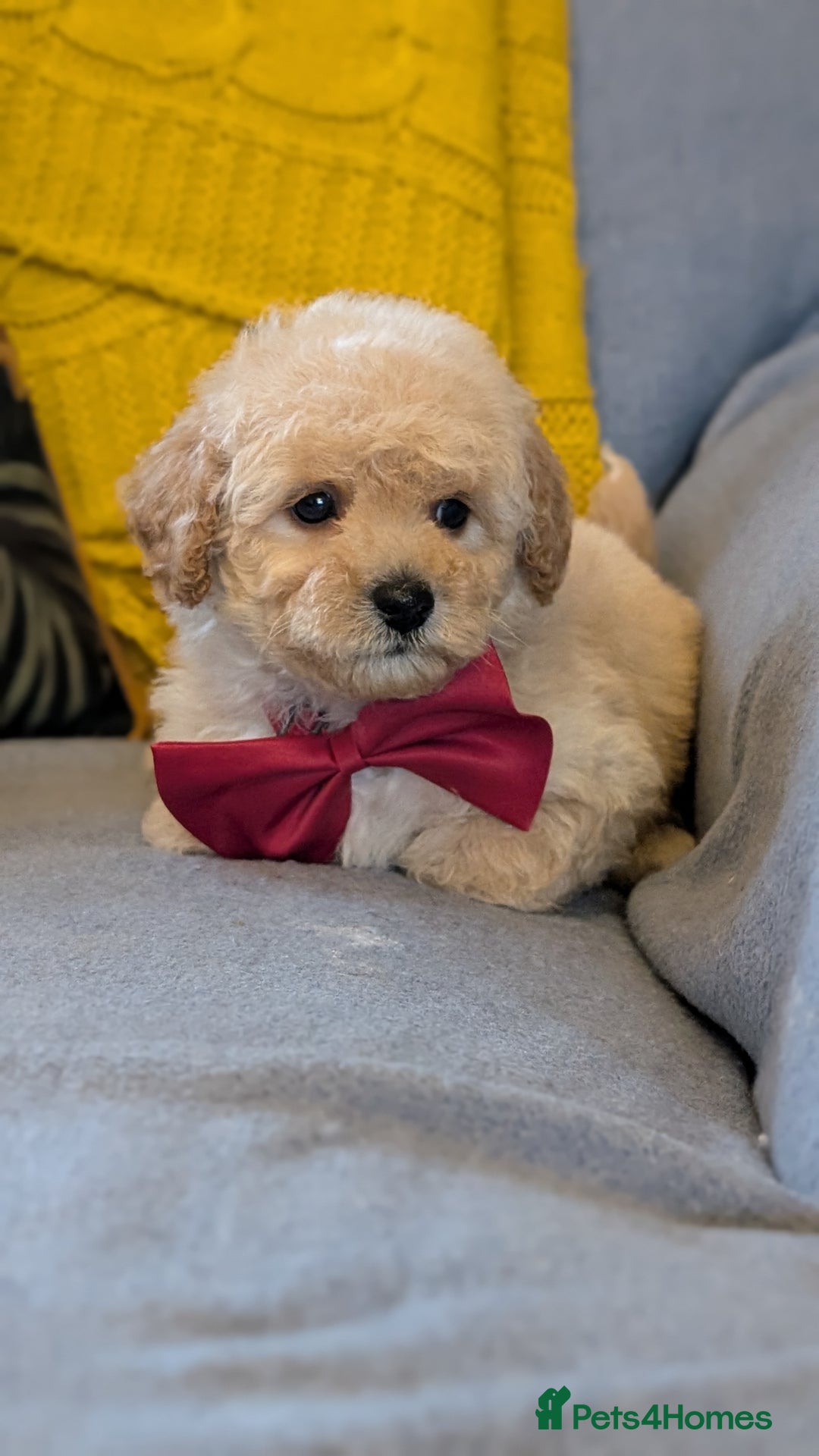 Poochon dogs for sale: Stunning F1 Toy Poochon Puppies BOYS - Image 6
