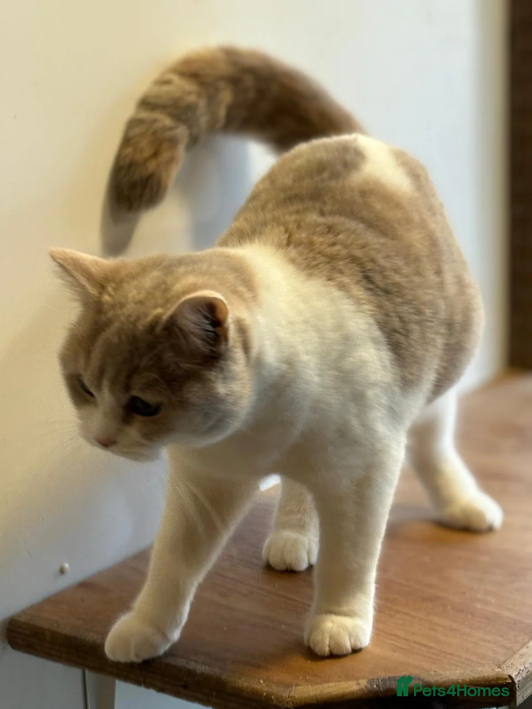 Selkirk Rex cats for sale: Selkirk Rex girls - ONLY ONE REMAINING - Advert 6