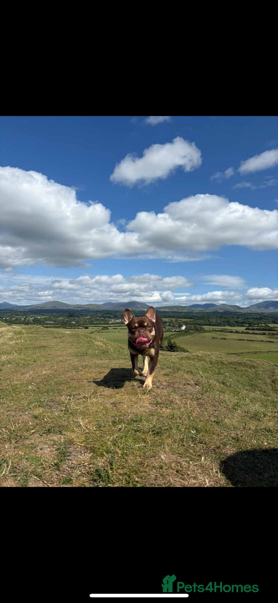 French Bulldog dogs for sale: Rollo - Image 1