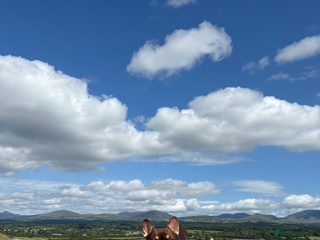 French Bulldog dogs - Advert 16