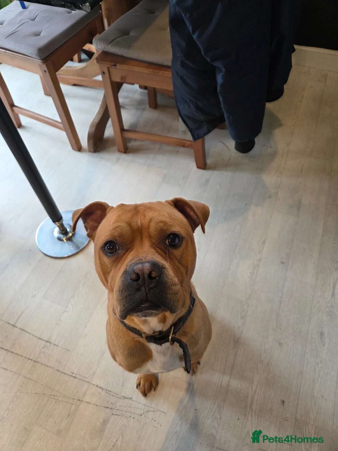 Mixed Breed dogs for sale: Gorgeous littler of 9 pups  in Castle Cary - Advert 12