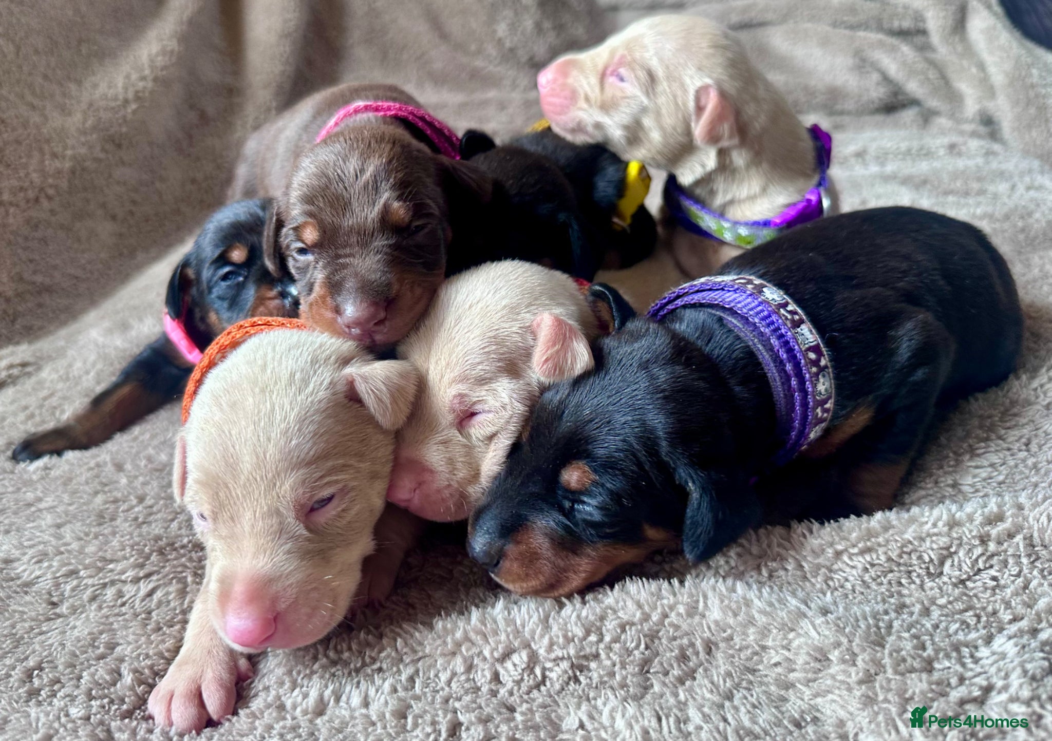 Dobermann dogs KC registered health tested Dobermann puppies  - Advert 1