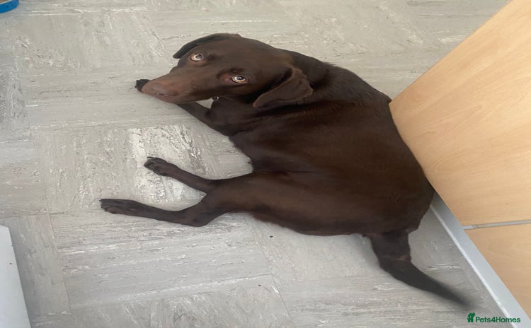 Labrador Retriever dogs - Advert 1