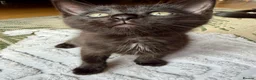 Ragdoll cats for sale: Mink Ragdoll x BSH Aqua Eyes adorable ready now! - Advert 5