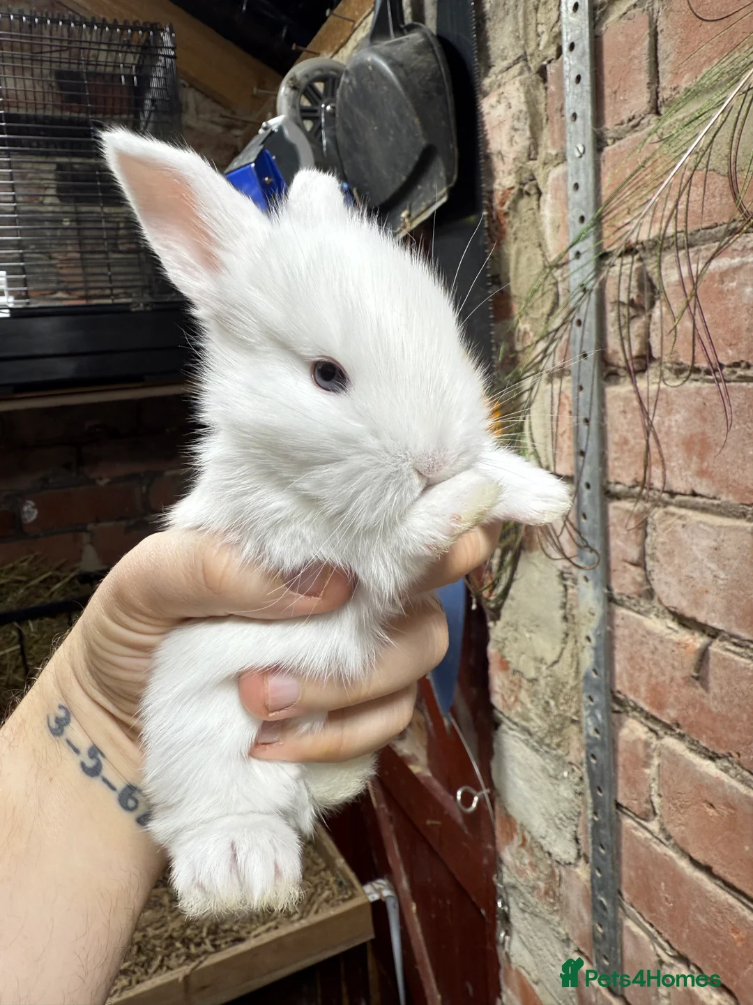 Mixed Breed rabbits for sale: Gorgeous Baby Mini Lion Lops - Advert 2