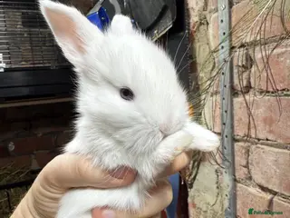 Mixed Breed rabbits Gorgeous Baby Mini Lion Lops - Advert 5