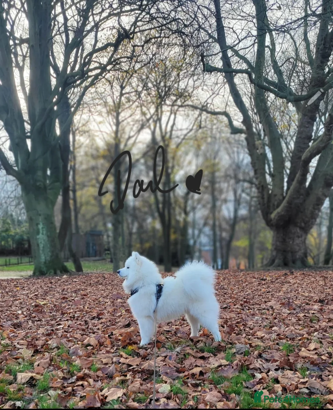 Samoyed dogs for sale: ⭐ EXCEPTIONAL BEAR-HEAD PUPPIES ⭐Champion Heritage - Advert 30