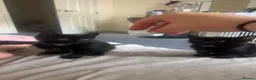Domestic Shorthair cats for sale: 2 beautiful male tuxedo kittens🩷 - Advert 4