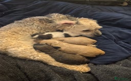 Cavapoo dogs for sale: One gorgeous cavapoo brown boy left ❤️ - Advert 2