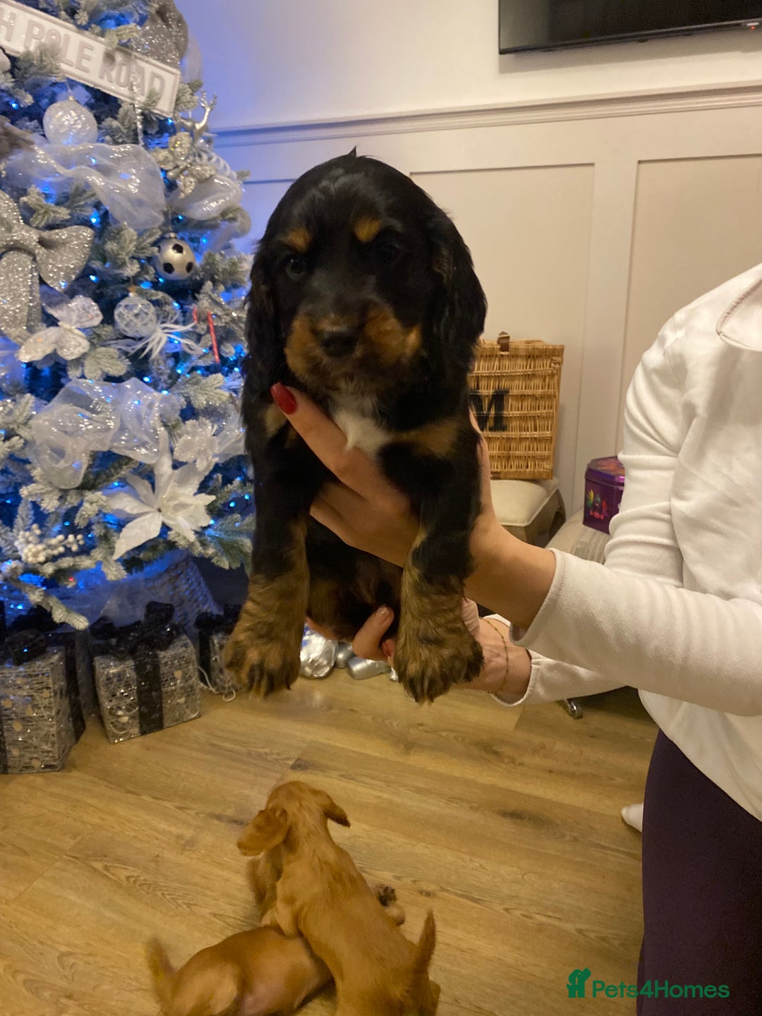 Cocker Spaniel dogs for sale: Rehome 8 week old Working Cocker Spaniel  - Advert 4