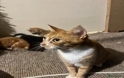 Mixed Breed cats for sale: Beautiful ginger and black kittens  - Image 1