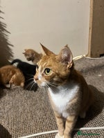 Mixed Breed cats Beautiful ginger and black kittens - Advert 1