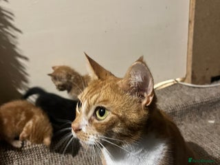 Mixed Breed cats Beautiful ginger and black kittens - Advert 3
