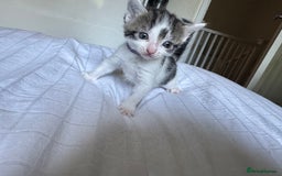 Domestic Shorthair cats for sale: 6 beautiful kittens  - Image 4