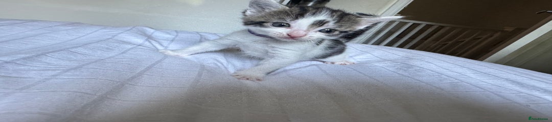 Domestic Shorthair Kitten 6
