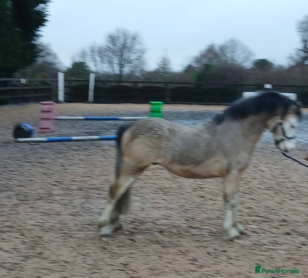 Welsh Section A horses for sale: Future child’s pony in Stockport - Advert 1