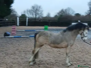 Welsh Section A horses Future child’s pony in Stockport - Advert 5