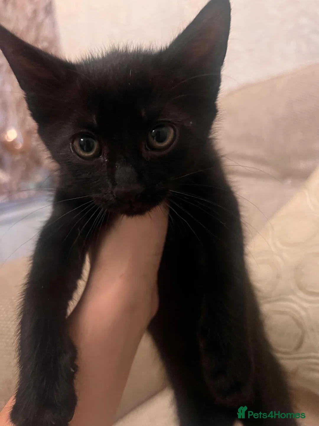 Mixed Breed cats for sale: Black/Brownish kitten  - Advert 3