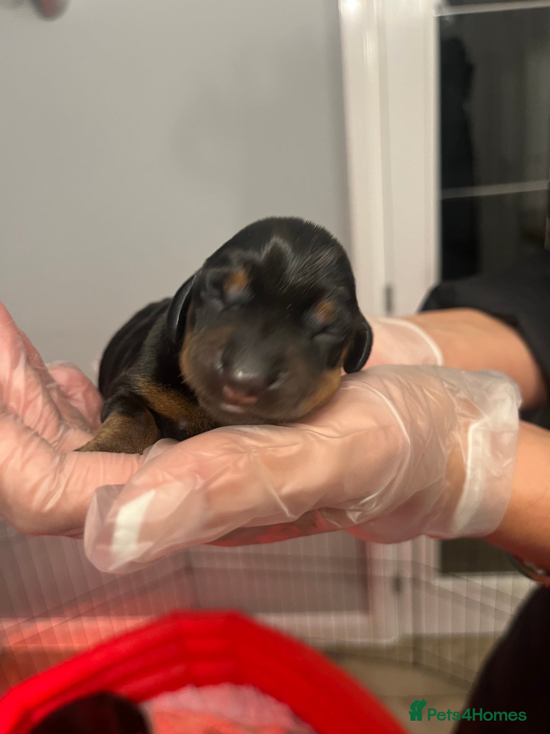Miniature Dachshund dogs for sale: Adorable Miniature Dachshunds! KC REG, PEDIGREE - Image 6