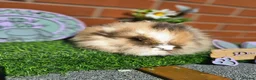 Lionhead rabbits for sale: Double mane lionhead girl - Advert 3
