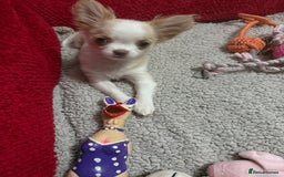 Chihuahua dogs for sale: Exquisite KC Apple Chihuahua Pup  - Image 4