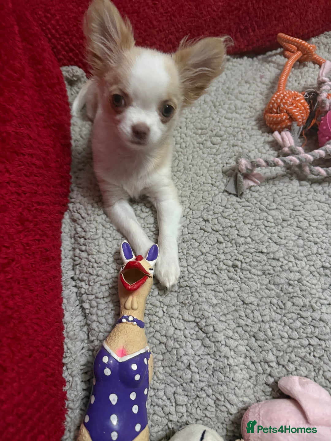 Chihuahua dogs for sale: Exquisite KC Apple Chihuahua Pup  - Image 4
