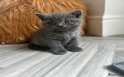 British Shorthair cats for sale: Pure British Shorthair kittens available  - Image 4