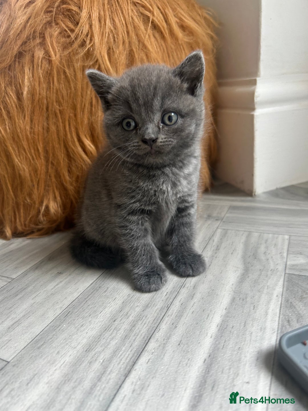 British Shorthair cats for sale: Pure British Shorthair kittens available  - Image 4