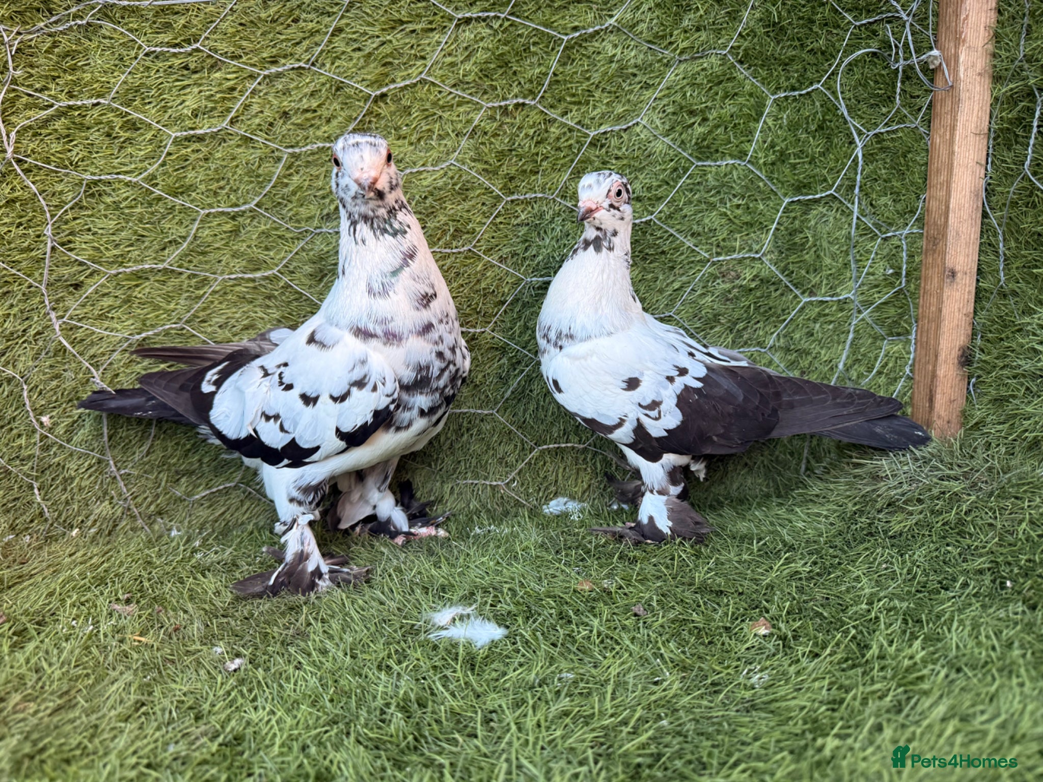 Pigeons birds Top Quality Strong Breeding Pair – Vaccinated - Advert 1