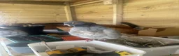 Pigeons birds for sale: Show quality Chinese owls Fancy pigeons  - Advert 5