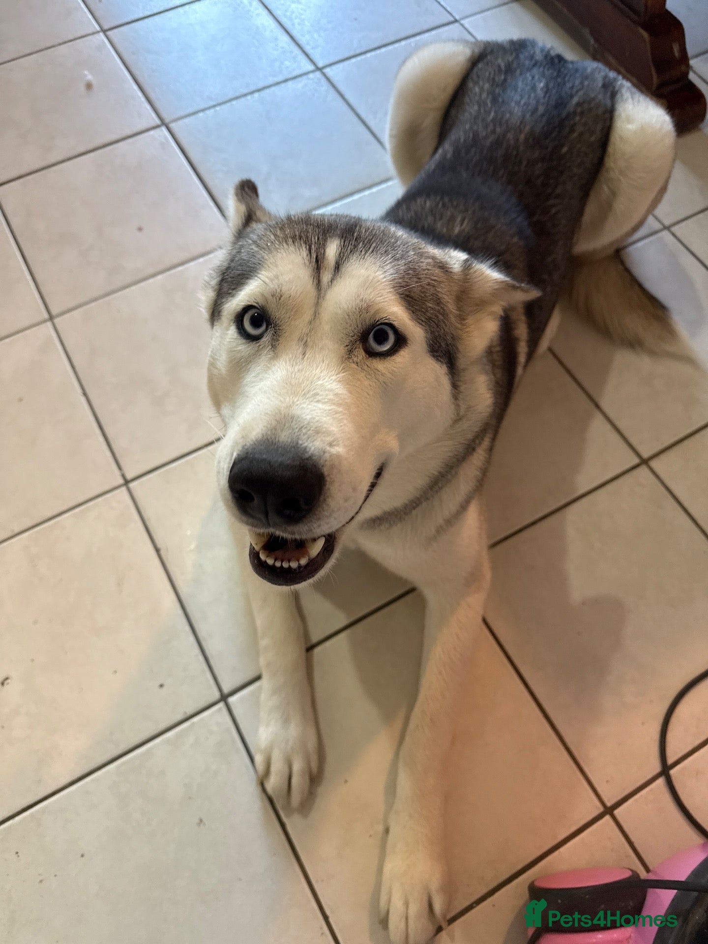 Utonagan dogs 🐾 Beautiful 2-Year-Old Husky A Wonderful Girl - Advert 1