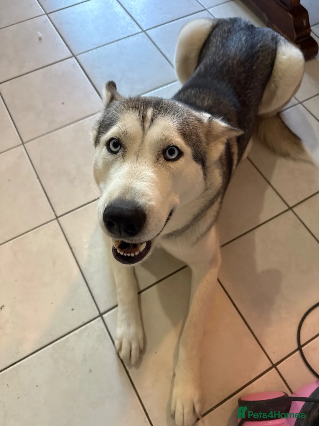 Utonagan dogs for sale: 🐾 Beautiful 2-Year-Old Husky A Wonderful Girl - Advert 1