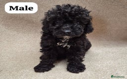 Cockapoo dogs for sale: Gorgeous F1b cockapoos - Image 3