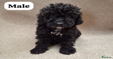 Cockapoo dogs - Advert 6