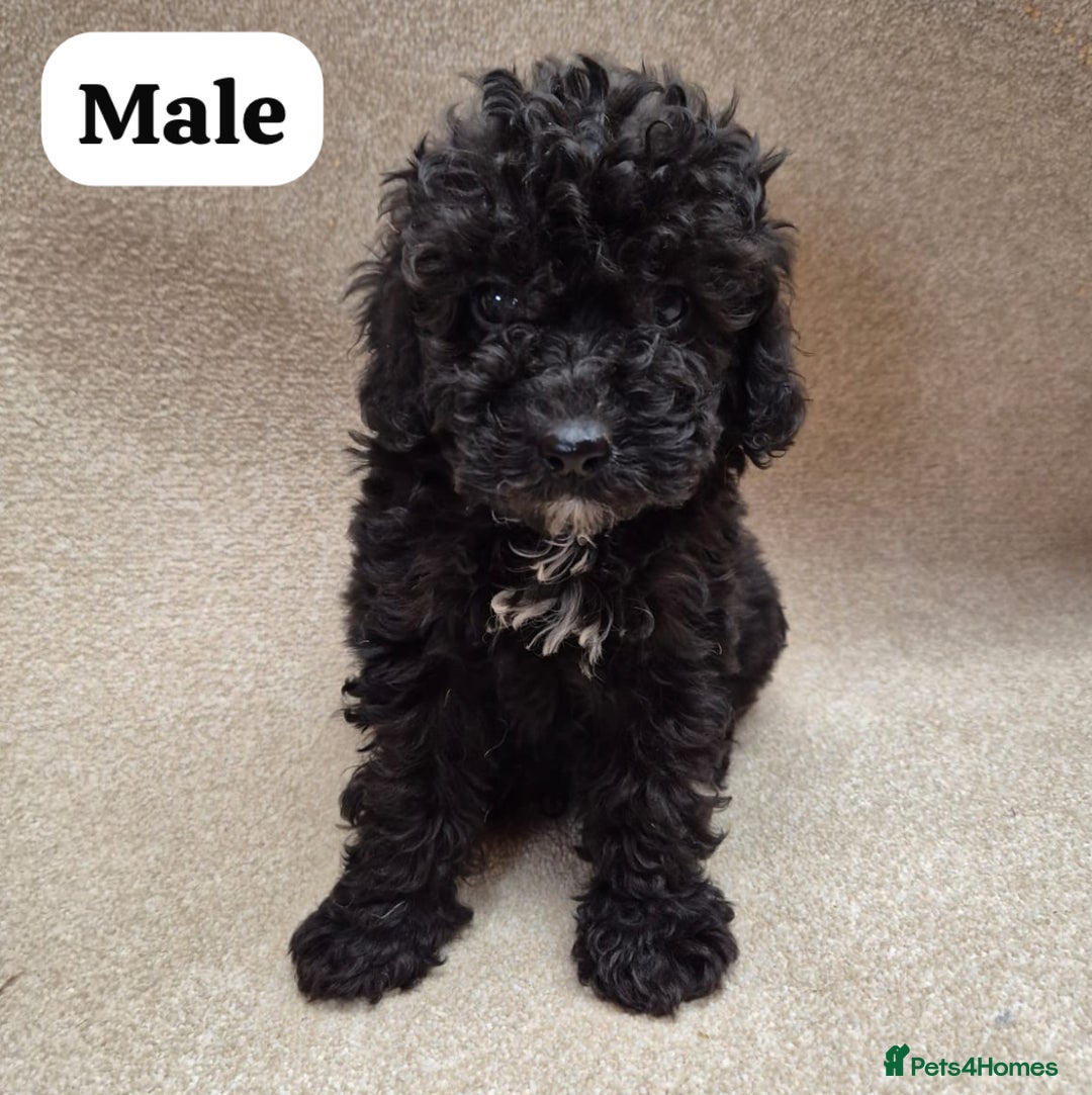 Cockapoo dogs for sale: Gorgeous F1b cockapoos - Image 3
