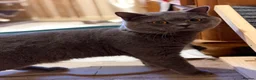 British Shorthair cats for sale: British Short Hair Male  - Advert 3