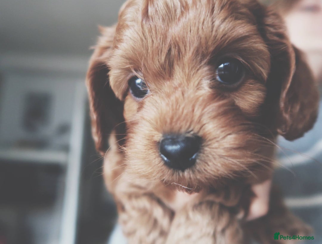 Cockapoo dogs for sale: Very unique Asian Toy Cockerpoos - Image 14