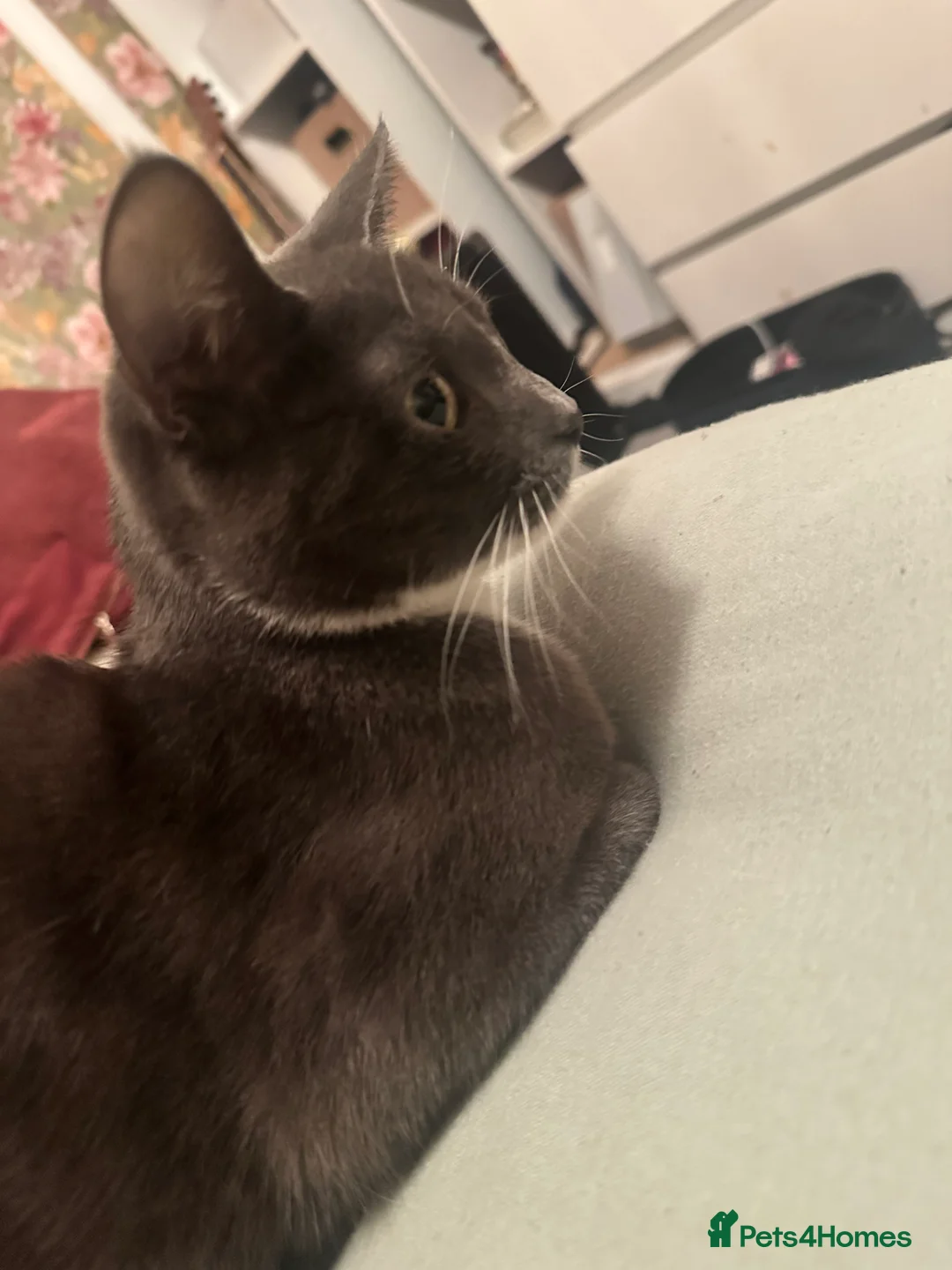 Mixed Breed cats for sale: Bella 2 years old  - Advert 2