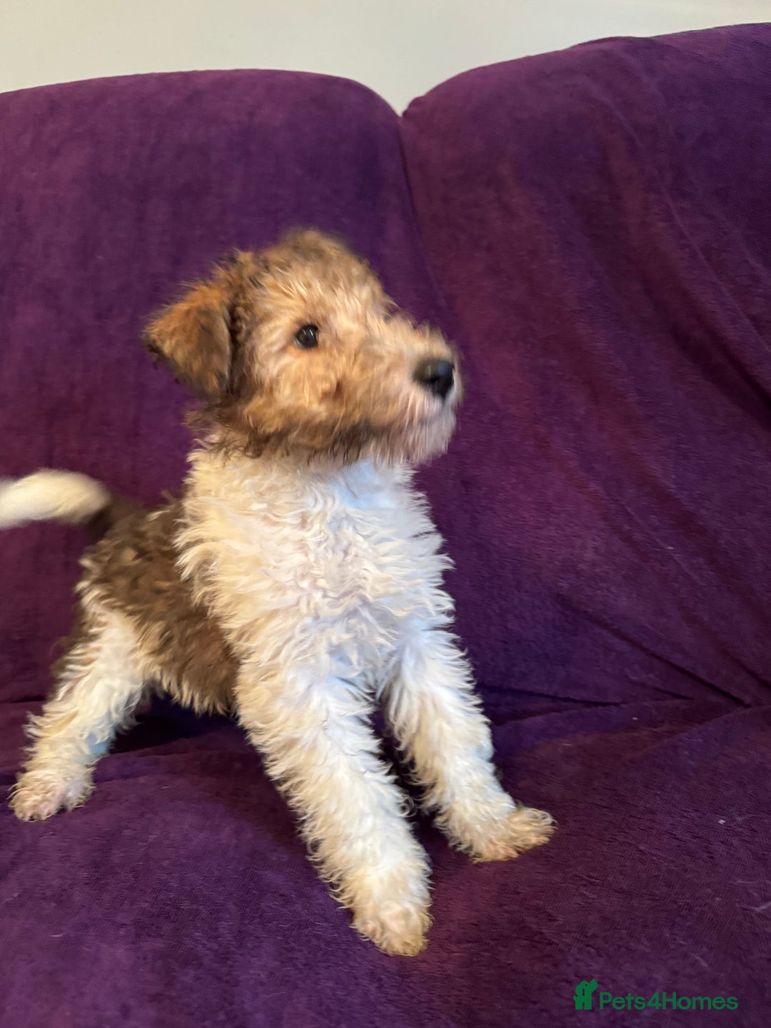 Fox Terrier dogs for sale: Stunning wire fox terrier puppies  - Advert 7