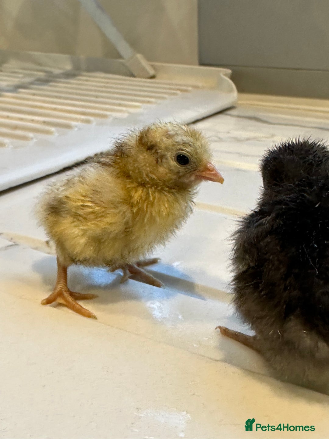 Chickens poultry for sale: Serama x silkie chicks ultra soft, fluffy and tiny - Image 4