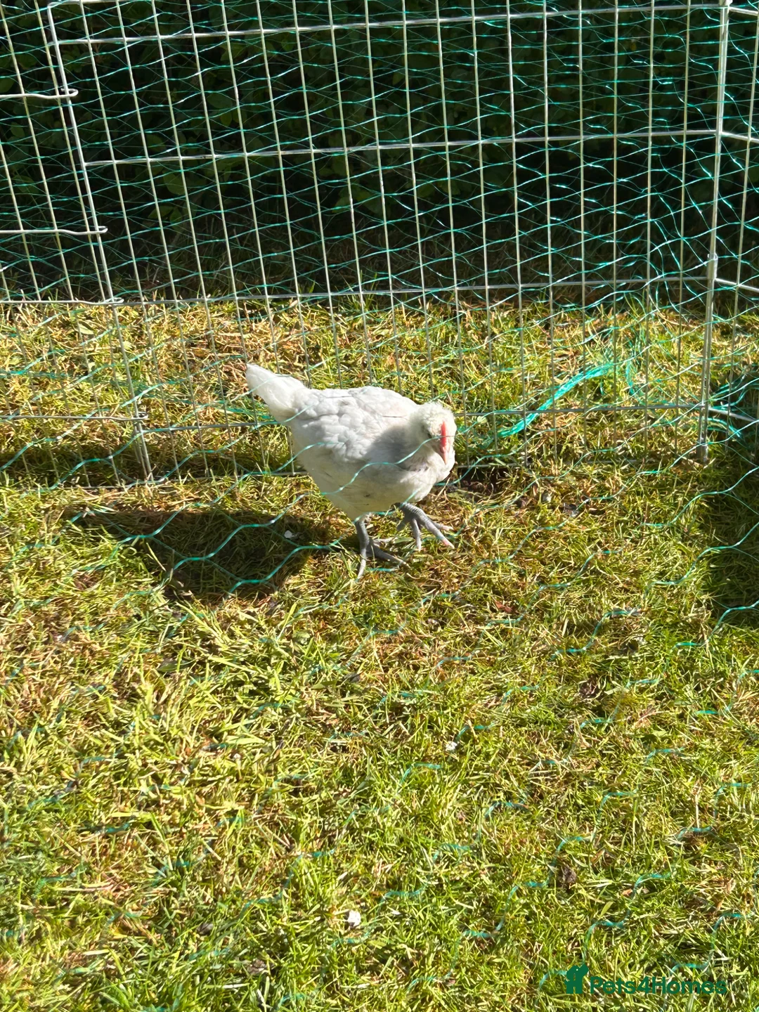 Chickens poultry for sale: Mixed breed chicks for sale  in Nottingham - Advert 3