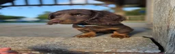 Miniature Dachshund dogs for sale: Fully vaccinated, Long Haired Miniature Dachshund  - Advert 14
