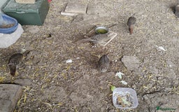 Pheasants poultry for sale: 4 Golden Pheasants and One Silver - Image 10