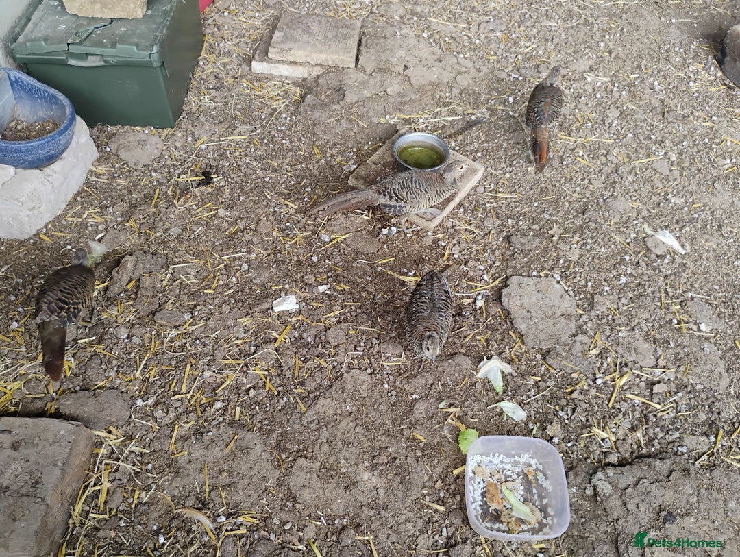 Pheasants poultry for sale: 4 Golden Pheasants and One Silver - Image 10