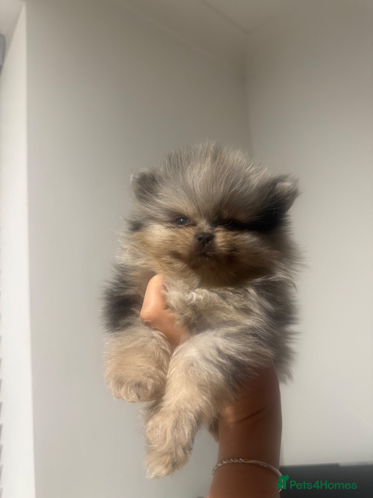 Pomeranian dogs Beautiful Russian line Pomeranians  - Advert 18