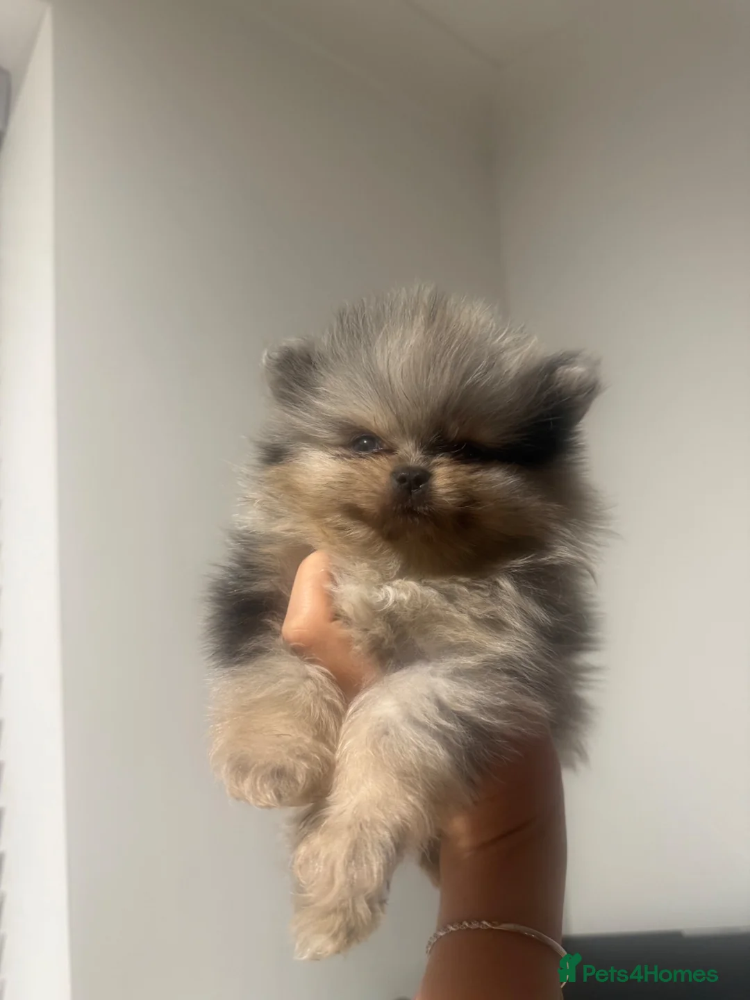 Pomeranian dogs for sale: Teddy bear Pomeranians - two left   - Advert 2
