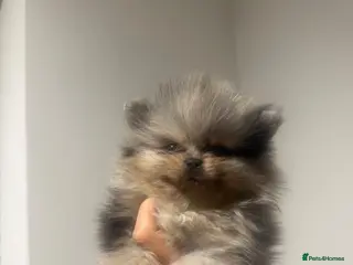 Pomeranian dogs Teddy bear Pomeranians - two left - Advert 5