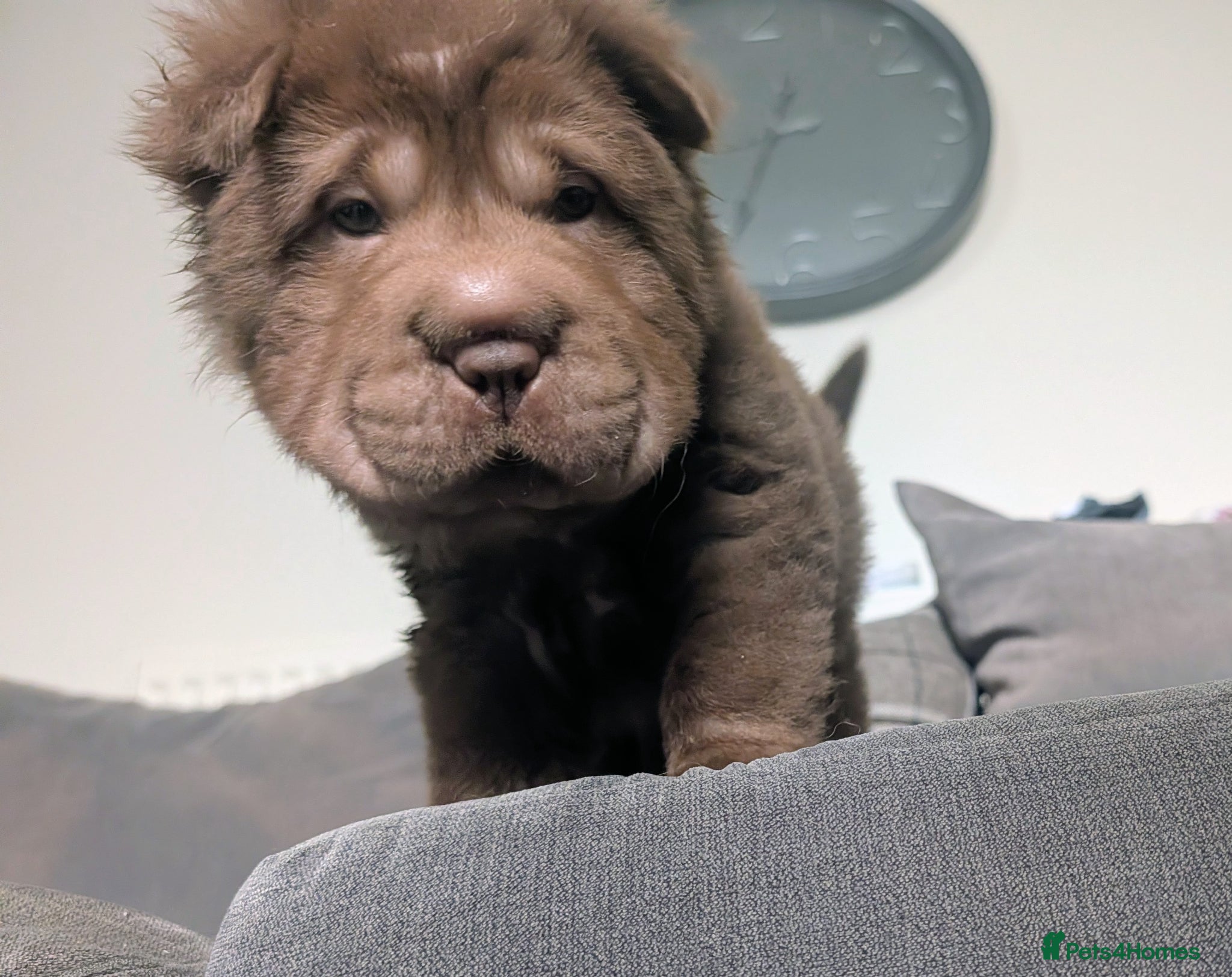 Shar Pei dogs LAST LITTLE BOY READY FROM THURSDAY  - Advert 2